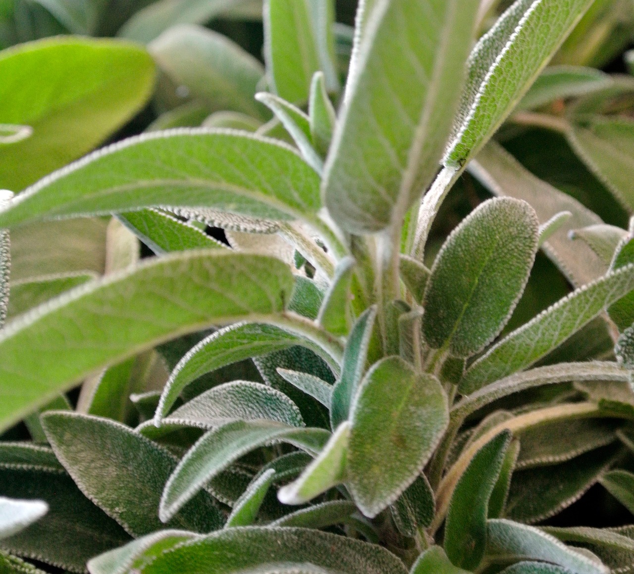 Due piante aromatiche, salvia e rosmarino, crescono in un giardino, evidenziando la loro incompatibilità.