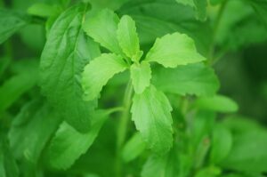 Immagine di foglie di stevia fresche su un tavolo, simbolo di dolcificante naturale e coltivazione sostenibile.