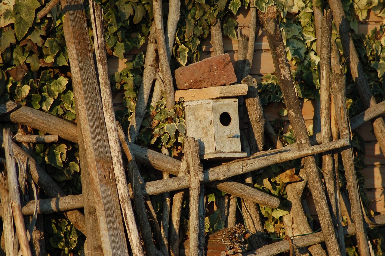 Pettirosso che esplora una casetta nido con ingresso basso per favorire la nidificazione.