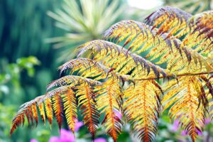 Foglie di Cycas ingiallite a macchie, sintomo di carenza di manganese.