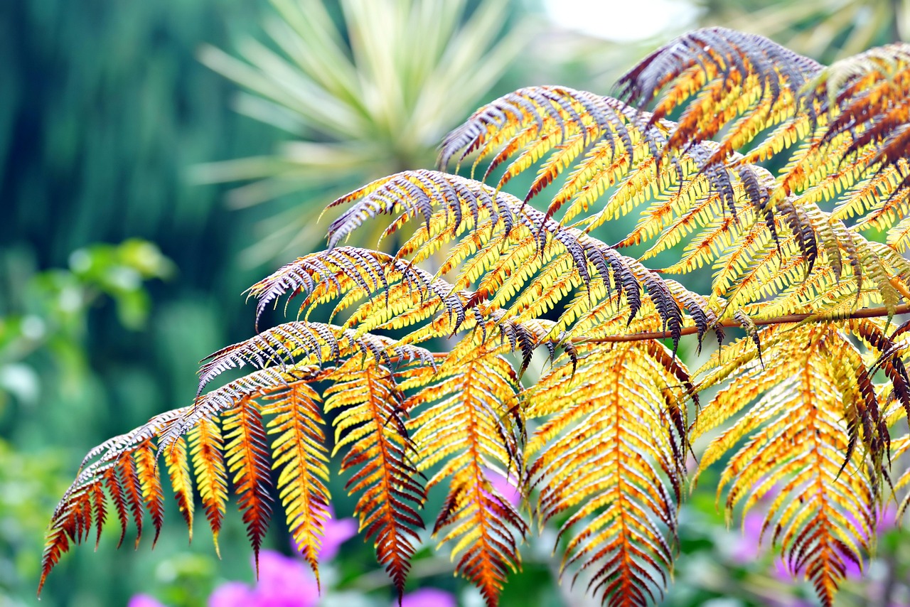 Foglie di Cycas ingiallite a macchie, sintomo di carenza di manganese.