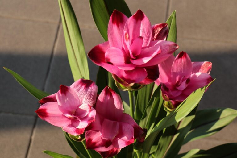 Curcuma in vaso con fiori gialli e arancioni che sbocciano, durano mesi.