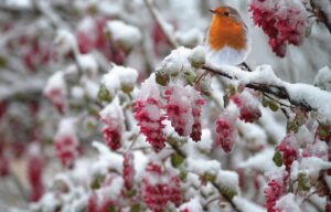 Pettirosso posato su un ramo, con il becco aperto mentre canta, sullo sfondo un paesaggio invernale.