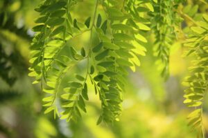 Falso pepe: albero rigoglioso che offre ombra e respinge insetti.