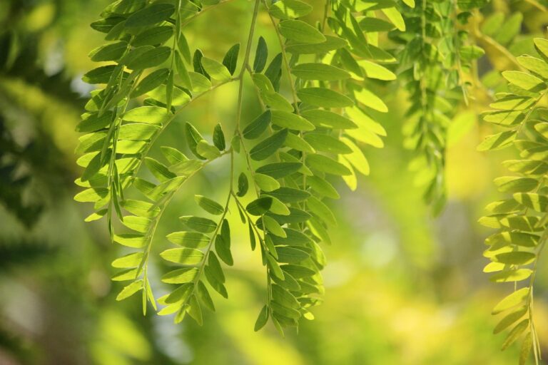Falso pepe: albero rigoglioso che offre ombra e respinge insetti.
