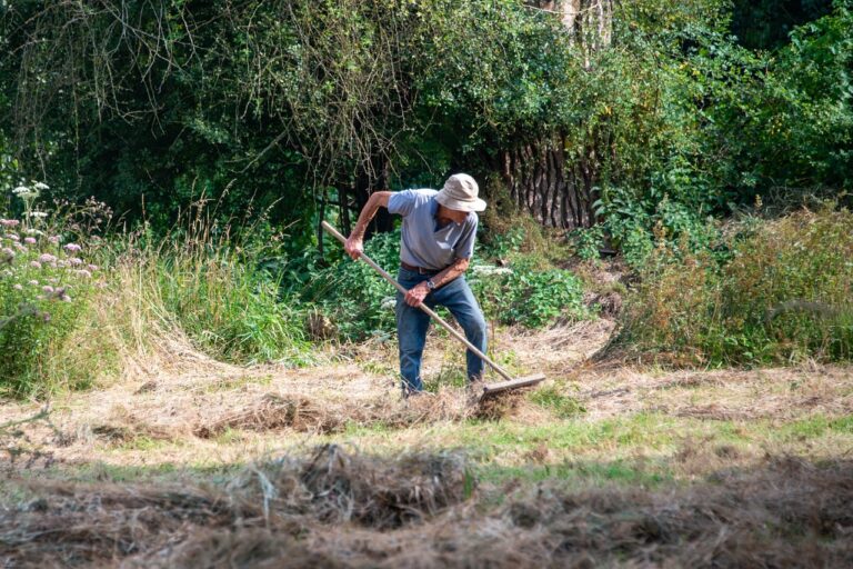 Pacciamatura con paglia su un orto, proteggendo le piante dal caldo e conservando l'umidità.