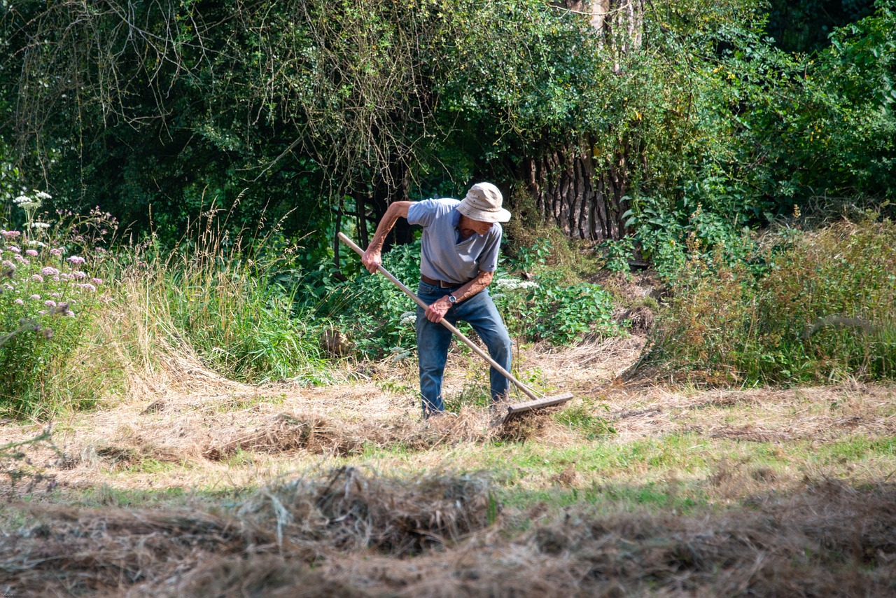 Pacciamatura con paglia su un orto, proteggendo le piante dal caldo e conservando l'umidità.