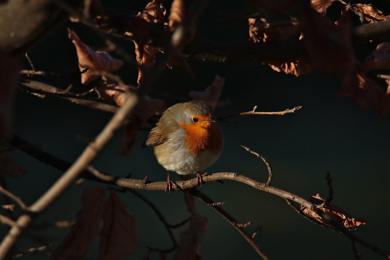 Pettirosso che razzola tra foglie secche in un giardino autunnale.