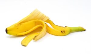 Buccia di banana interrata ai piedi di una rosa, simbolo di cura per piante che non fioriscono.